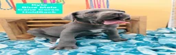 Cane Corso dogs for sale: Kyle  - Ad 2