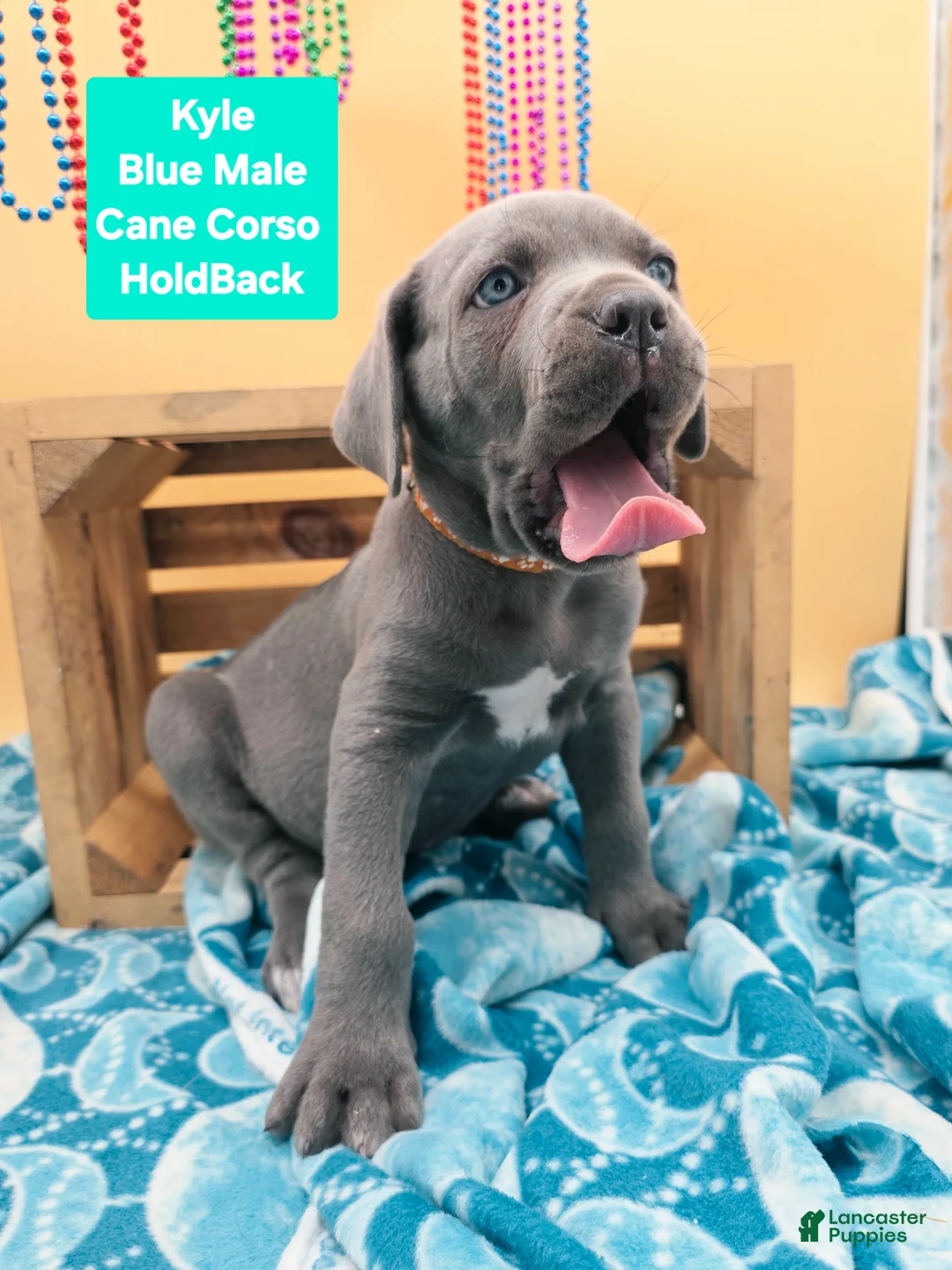 Cane Corso dogs for sale: Kyle  - Ad 2