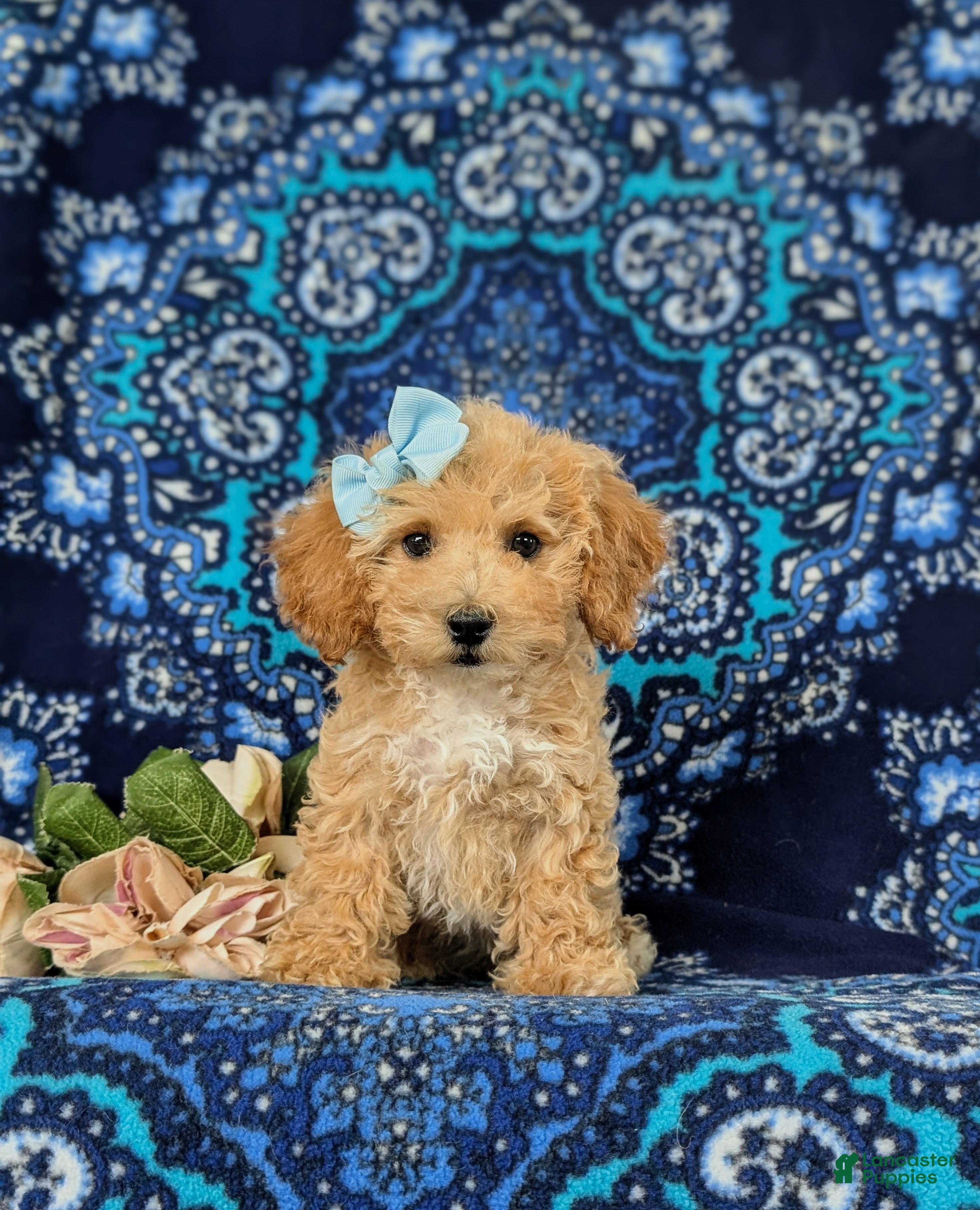 Bichpoo dogs Rosie 9 lbs Full Grown - Ad 2