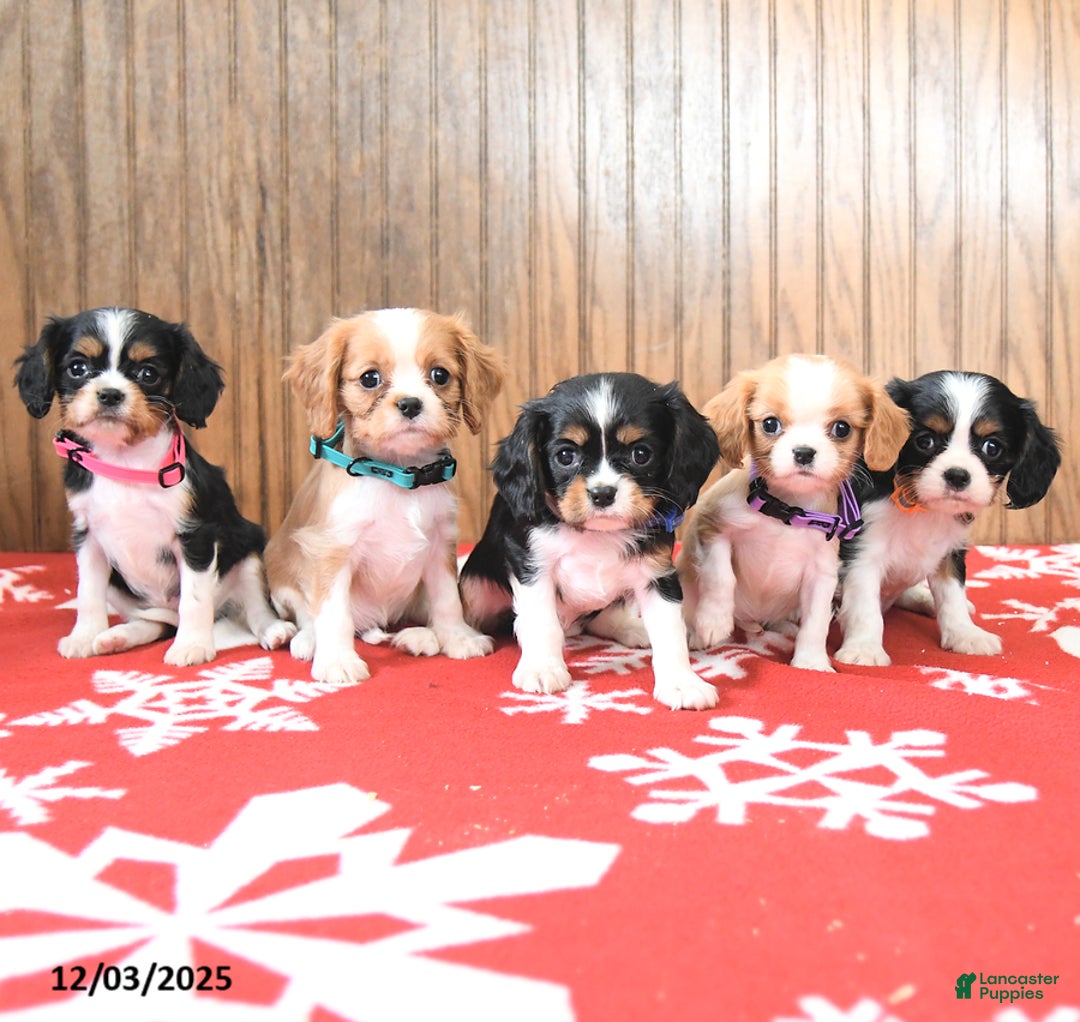 Cavalier King Charles Spaniel dogs for sale: Cyclone - Ad 5