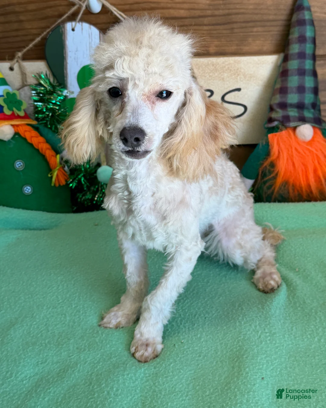 Toy Poodle dogs for sale: Newton - Ad 3