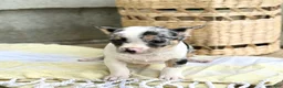 Chihuahua dogs for sale: Rocket - Ad 10