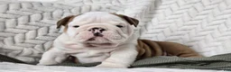 English Bulldog dogs for sale: Checkers - Ad 2