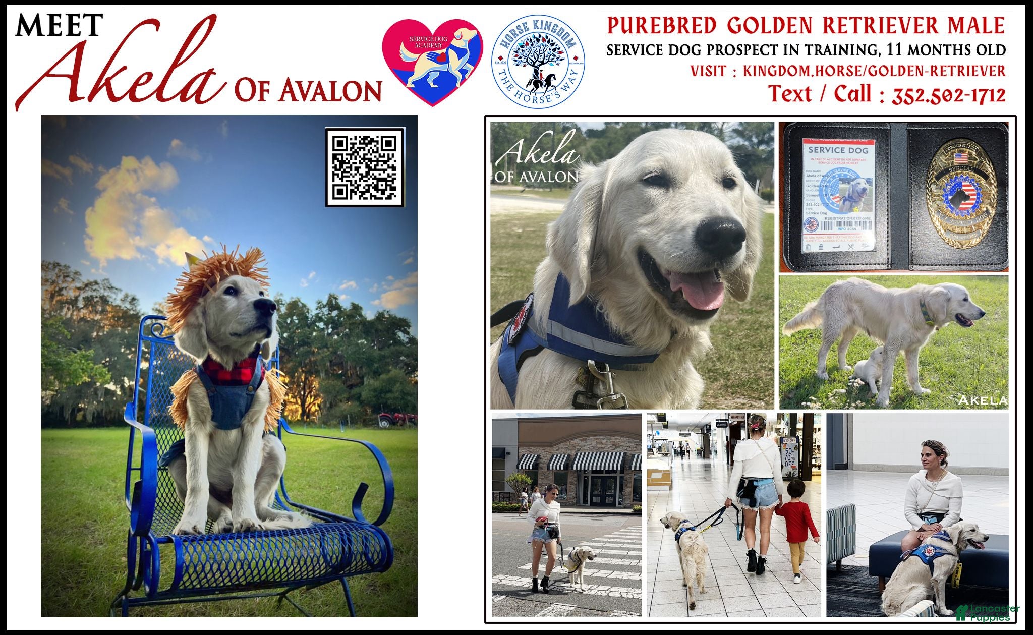 Golden Retriever dogs Akela of Avalon ID Card service dog junior - gentle tall Golden retriever puppy prospect 11 monts old - Ad 1