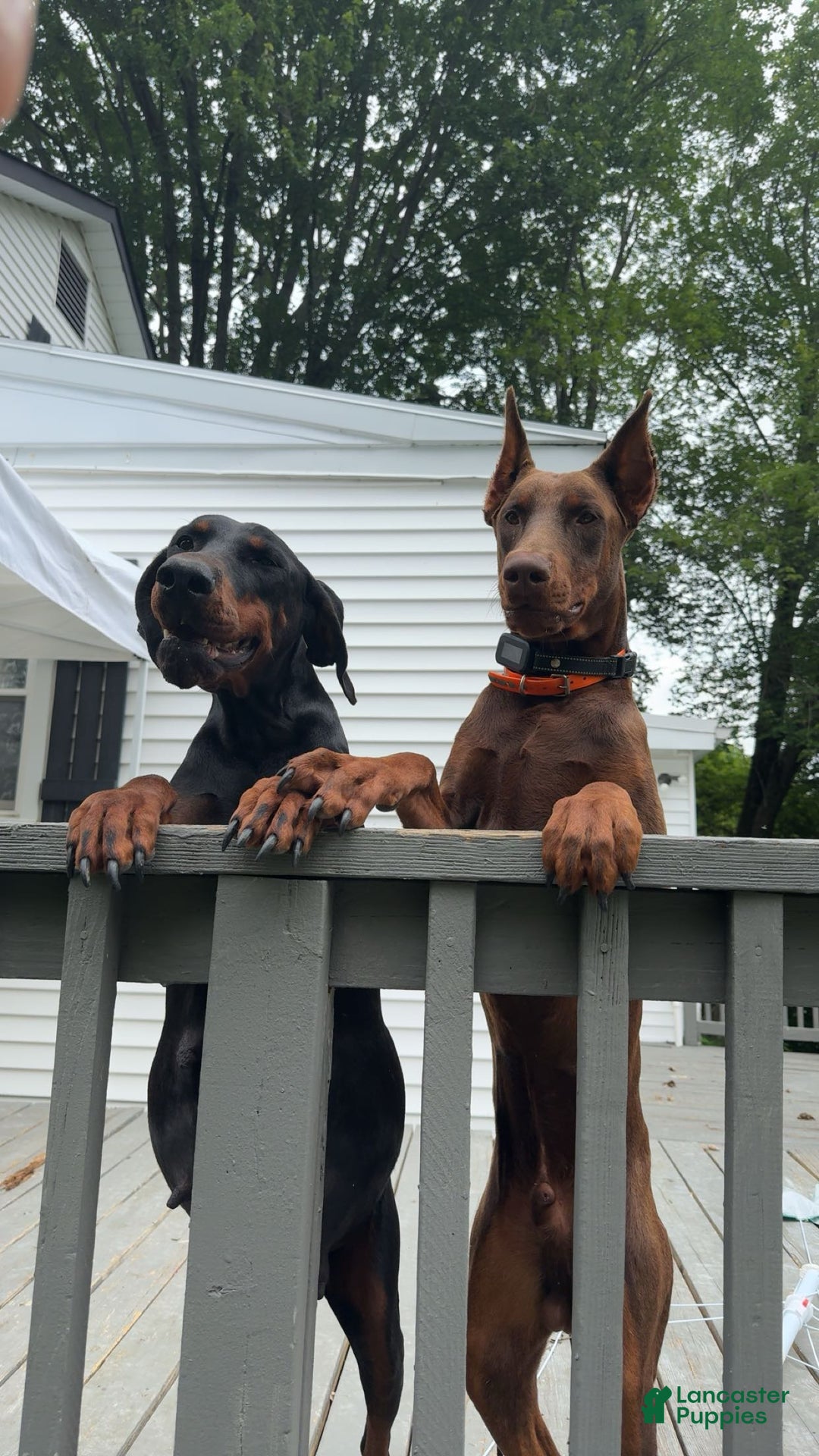 Doberman Pinscher dogs for stud: Sammy’s  - Ad 2