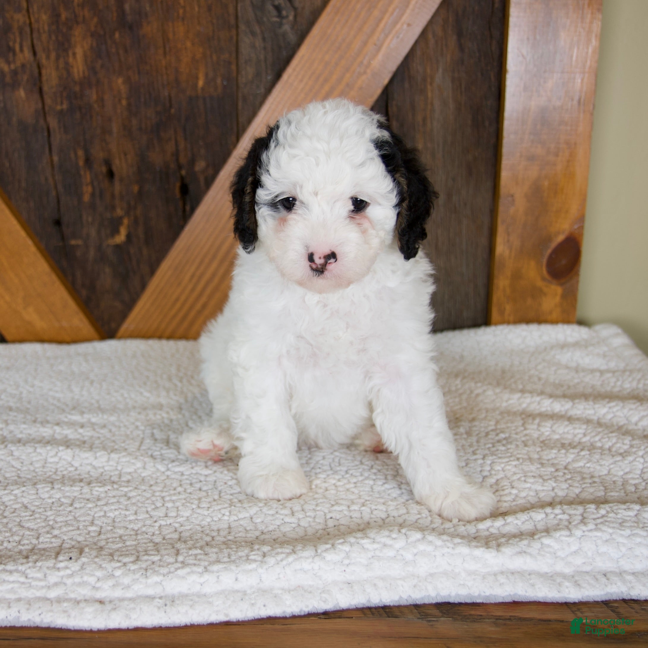 Mini Bernedoodle dogs Molly - Rare color! - Ad 1