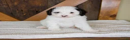 Mini Bernedoodle dogs for sale: Molly - Rare color! - Ad 1