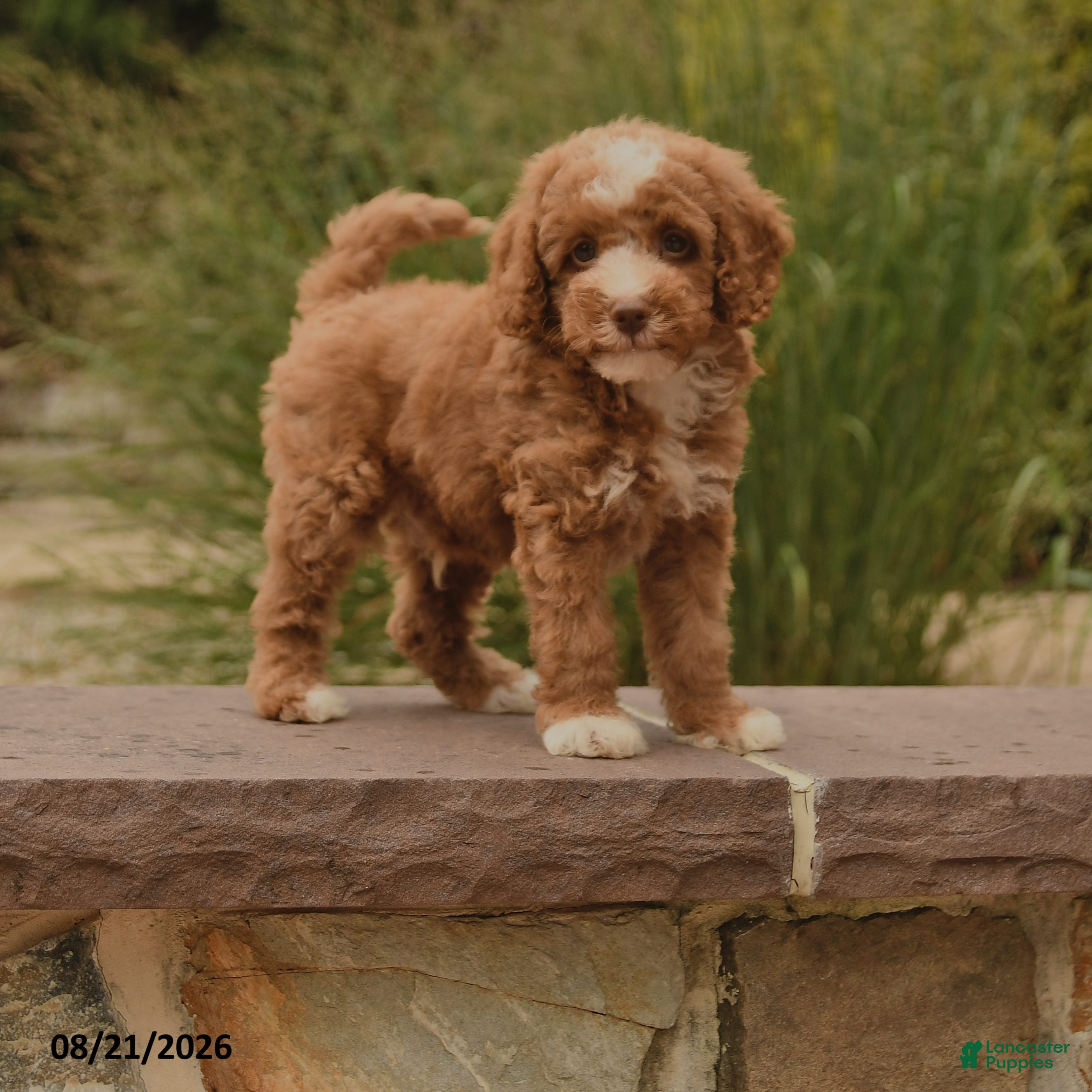 Cockapoo dogs Oliver - Ad 1