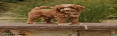 Oliver