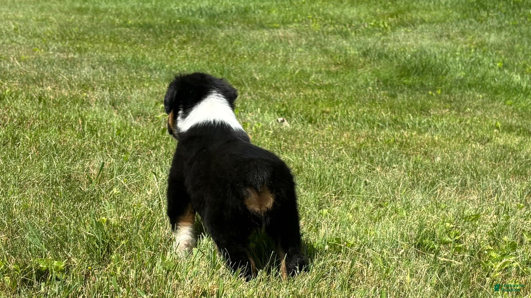 Miniature Australian Shepherd dogs Miniature Australian Shepherd Puppy 11 - Ad 2