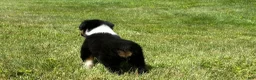 Miniature Australian Shepherd dogs for sale: Miniature Australian Shepherd Puppy 11 - Ad 2