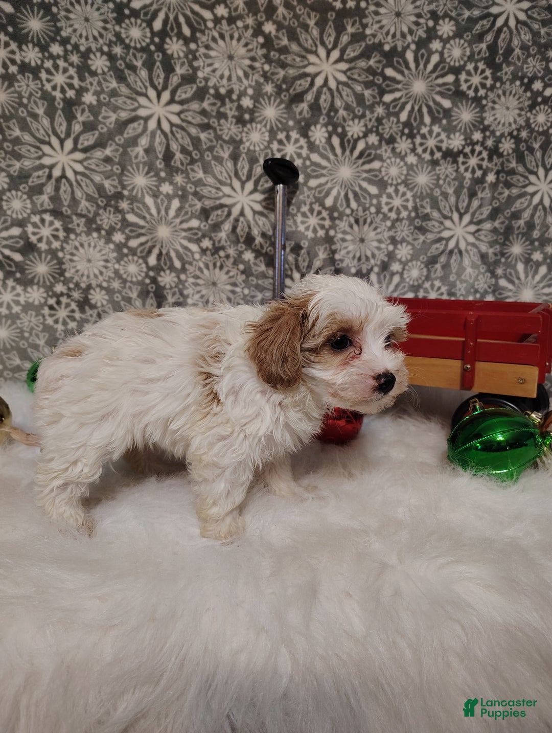 Maltipoo dogs for sale: Mila - Ad 8