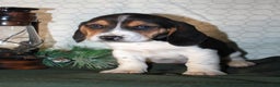 Beagle dogs for sale: Miles - Ad 2