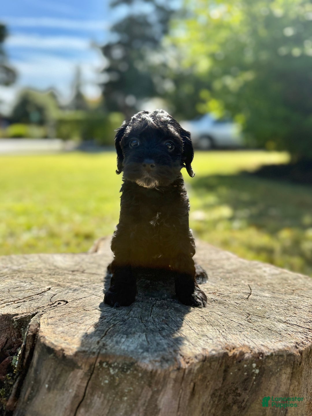 Cockapoo dogs for sale: Gabby - Ad 4