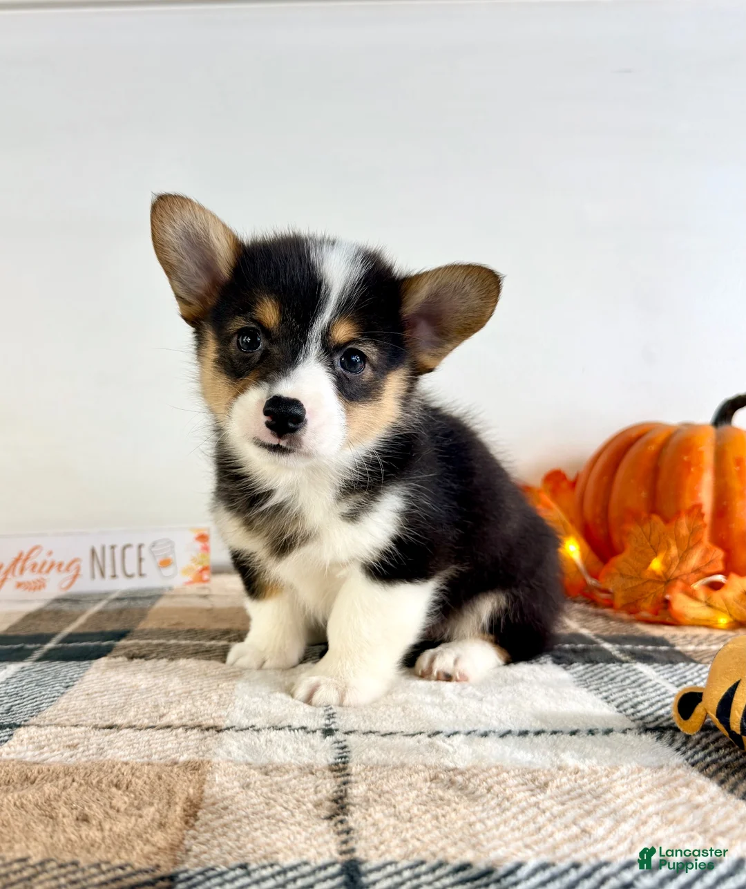Welsh Corgi Pembroke dogs for sale: CKC Miles - Ad 2