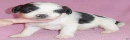 Schnoodle dogs for sale: Roxie - Ad 4