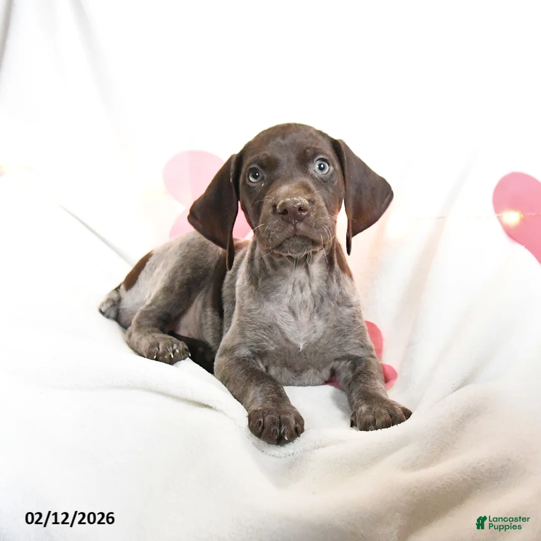 German Shorthaired Pointer dogs for sale: Rosebud - Ad 4