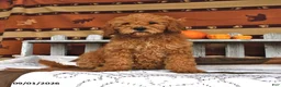 Goldendoodle dogs for sale: Becky - Ad 4