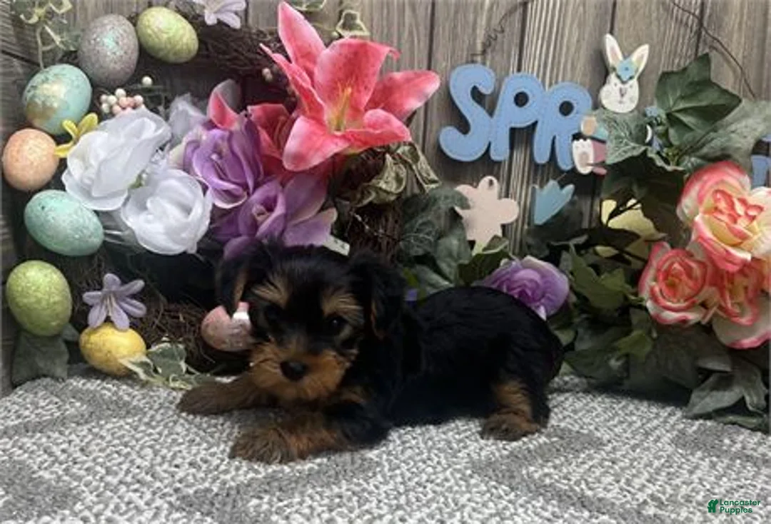 Yorkshire Terrier dogs for sale: Yorkshire Terrier Puppy 1 - Ad 1