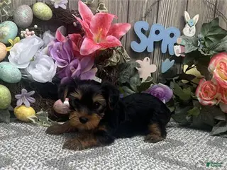 Yorkshire Terrier dogs Yorkshire Terrier Puppy 1 - Ad 21