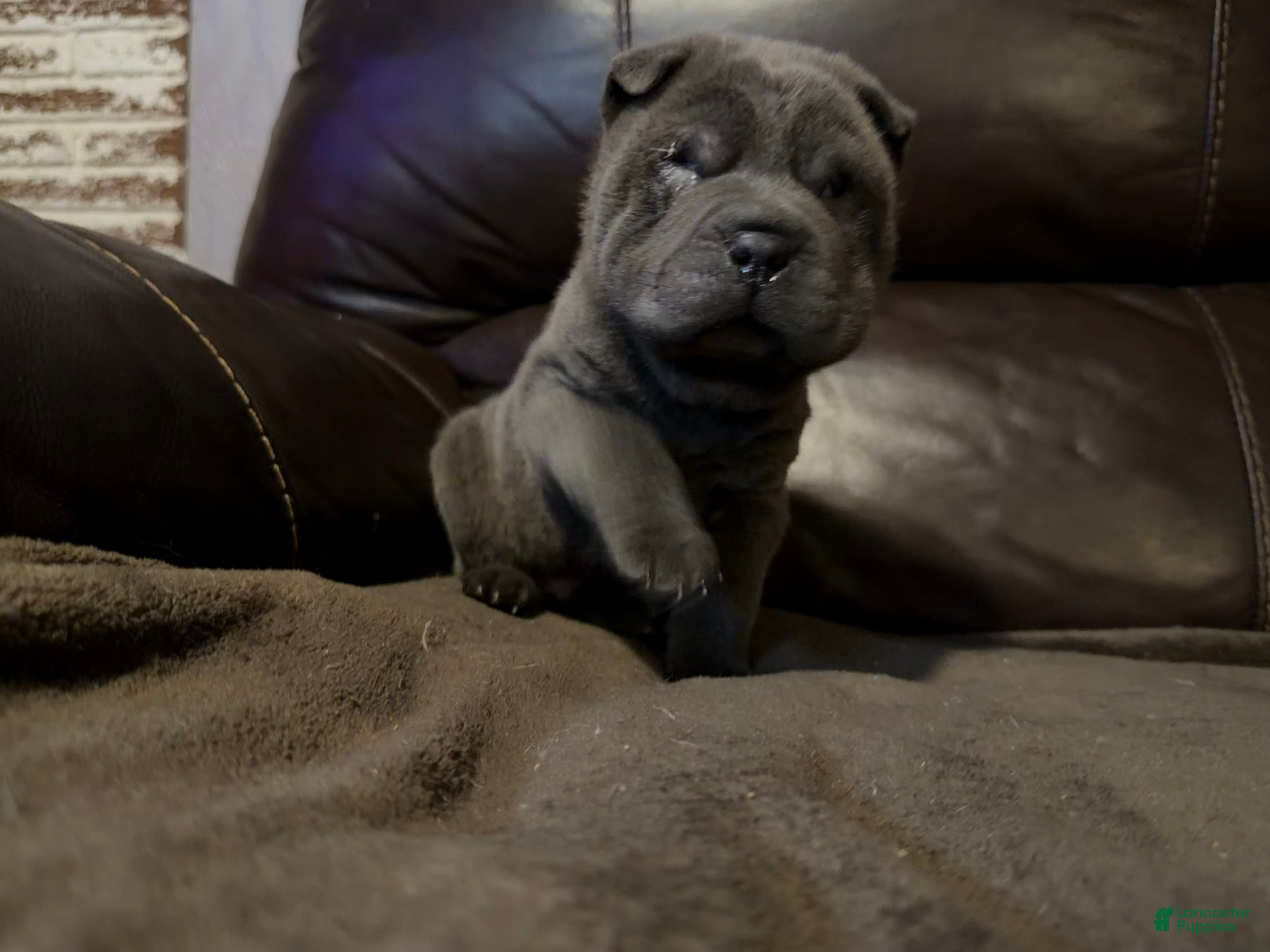 Shar Pei dogs Sulley - Ad 8