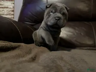 Shar Pei dogs Sulley - Ad 8