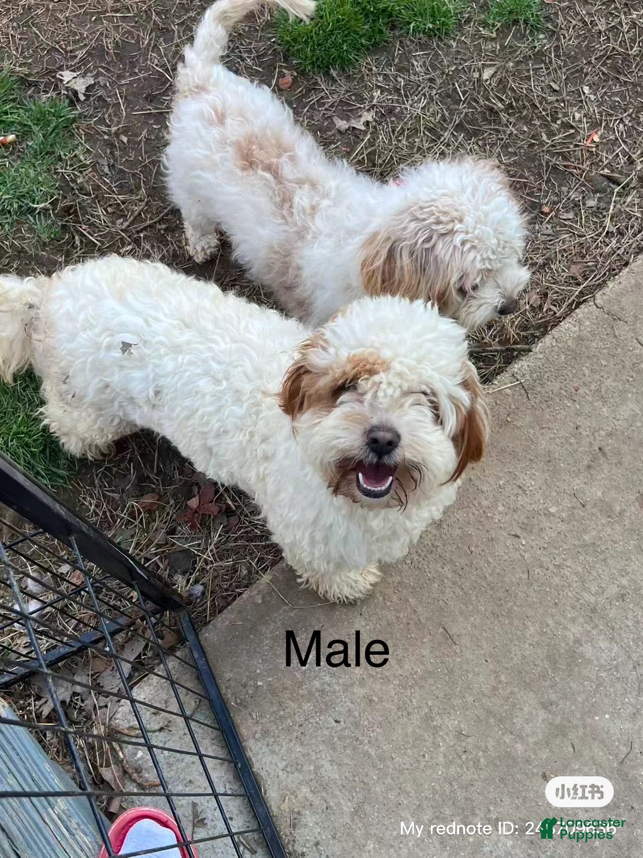 Cavapoo dogs Happy - Ad 25