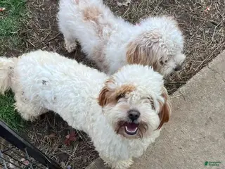 Cavapoo dogs Happy - Ad 25