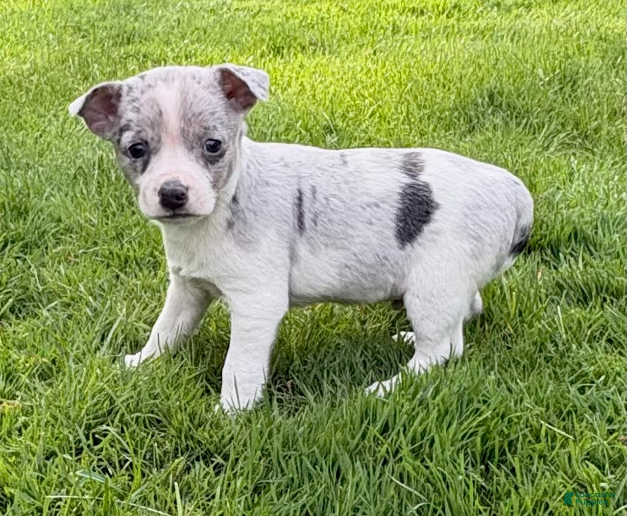 Chihuahua dogs Chihuahua Puppy 1 - Ad 2