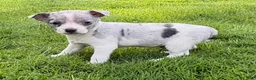 Chihuahua dogs for sale: Chihuahua Puppy 1 - Ad 2
