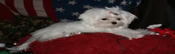 Maltese dogs for sale: Maci - Ad 4