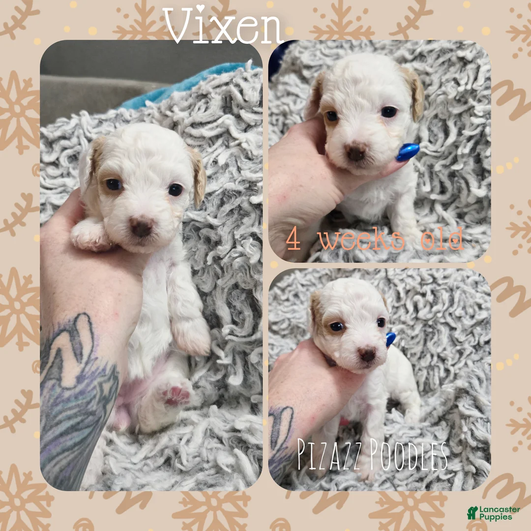 Miniature Poodle dogs for sale: Vixen - Ad 4