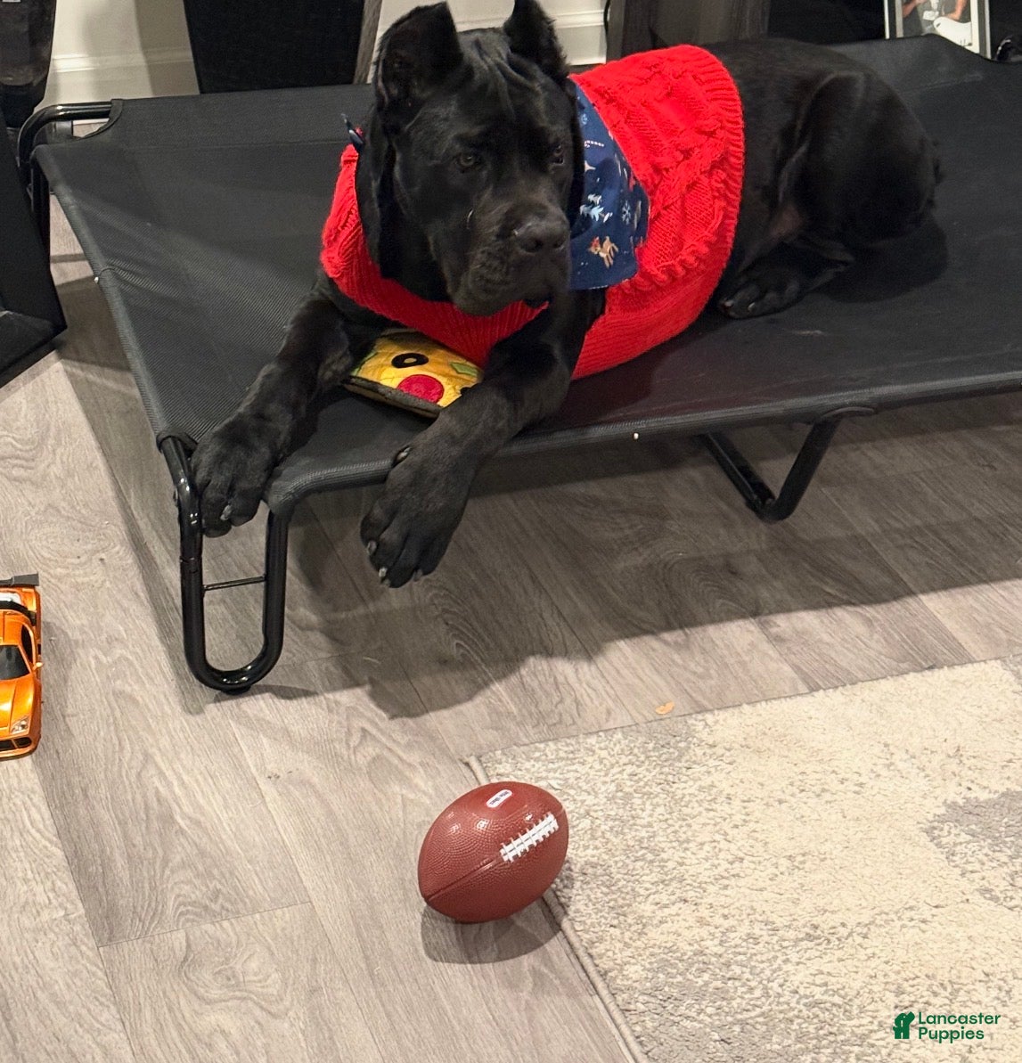 Cane Corso dogs Bash  - Ad 8
