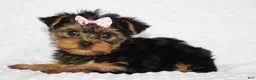 Yorkshire Terrier dogs for sale: Macy - Ad 3