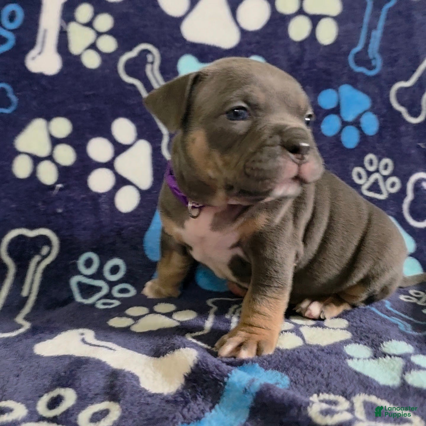 American Bully dogs Wednesday - Ad 2