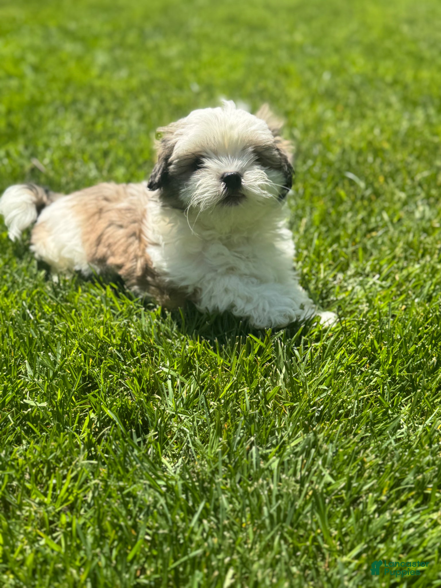 Mixed Breed dogs Teddy Bear 🧸 Breed Puppy’s 3 - Ad 3