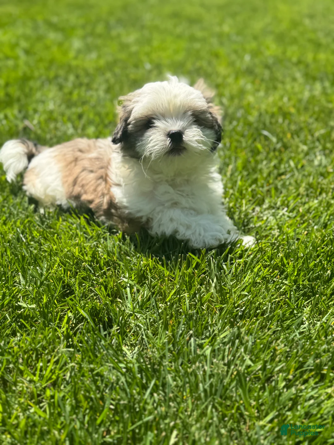 Mixed Breed dogs for sale: Teddy Bear 🧸 Breed Puppy’s 3 - Ad 1