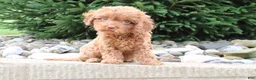 Cavapoo dogs for sale: Rosie - Ad 5