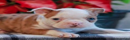 Boston Terrier dogs for sale: Lily  - Ad 1