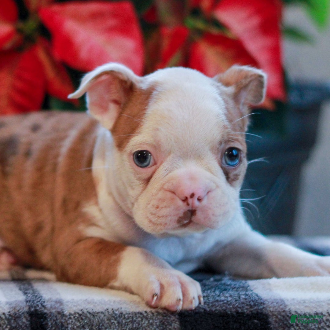 Boston Terrier dogs for sale: Lily  - Ad 1