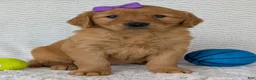 Golden Retriever dogs for sale: Miss Goldie  - Ad 22