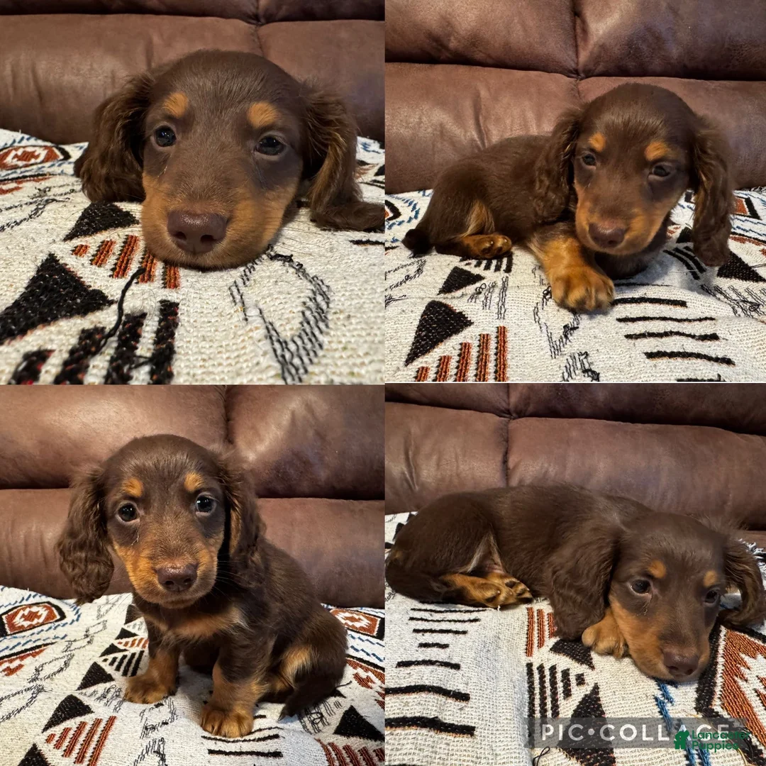 Miniature Dachshund dogs for sale: Rosco  - Ad 1