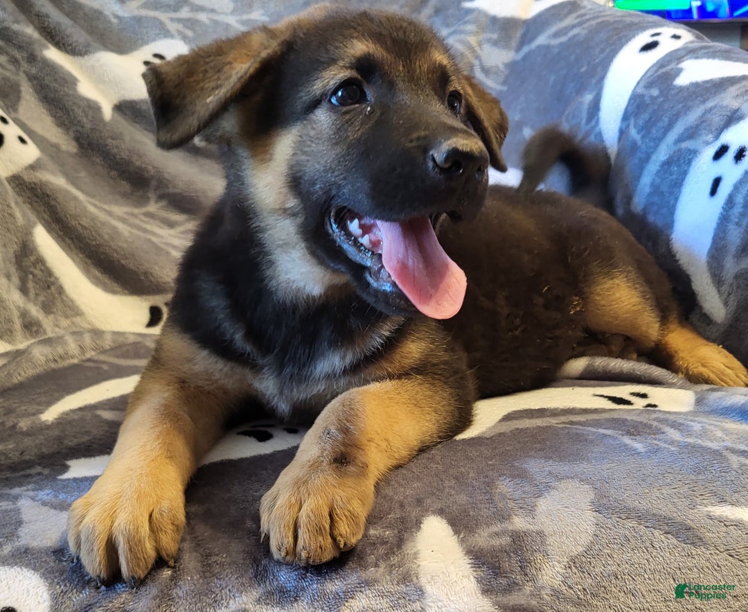 Mixed Breed dogs for sale: Mixed Breed Puppy 1 - Ad 6