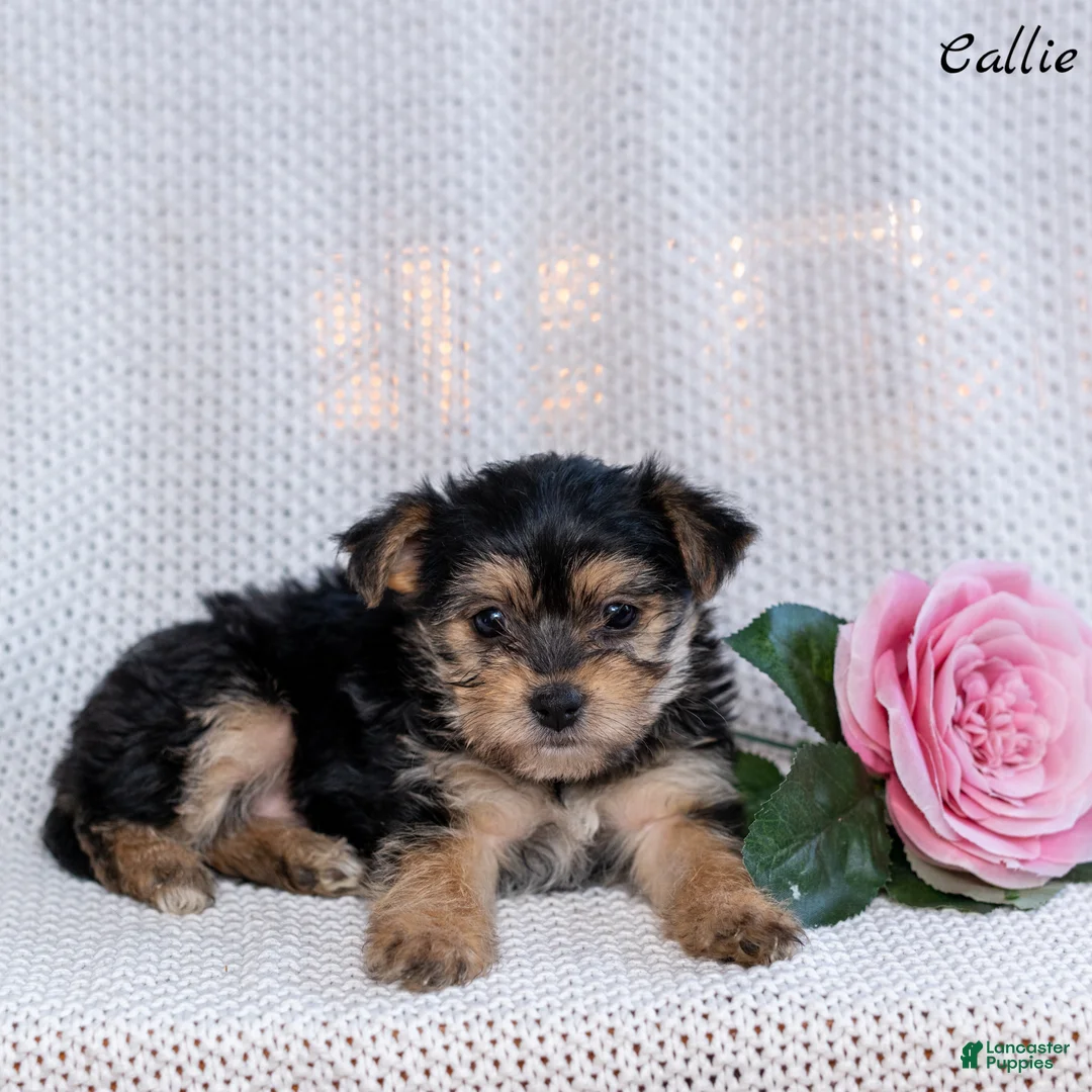 Morkie dogs for sale: Callie - Ad 5
