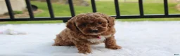 Cockapoo dogs for sale: Phoebe  - Ad 3