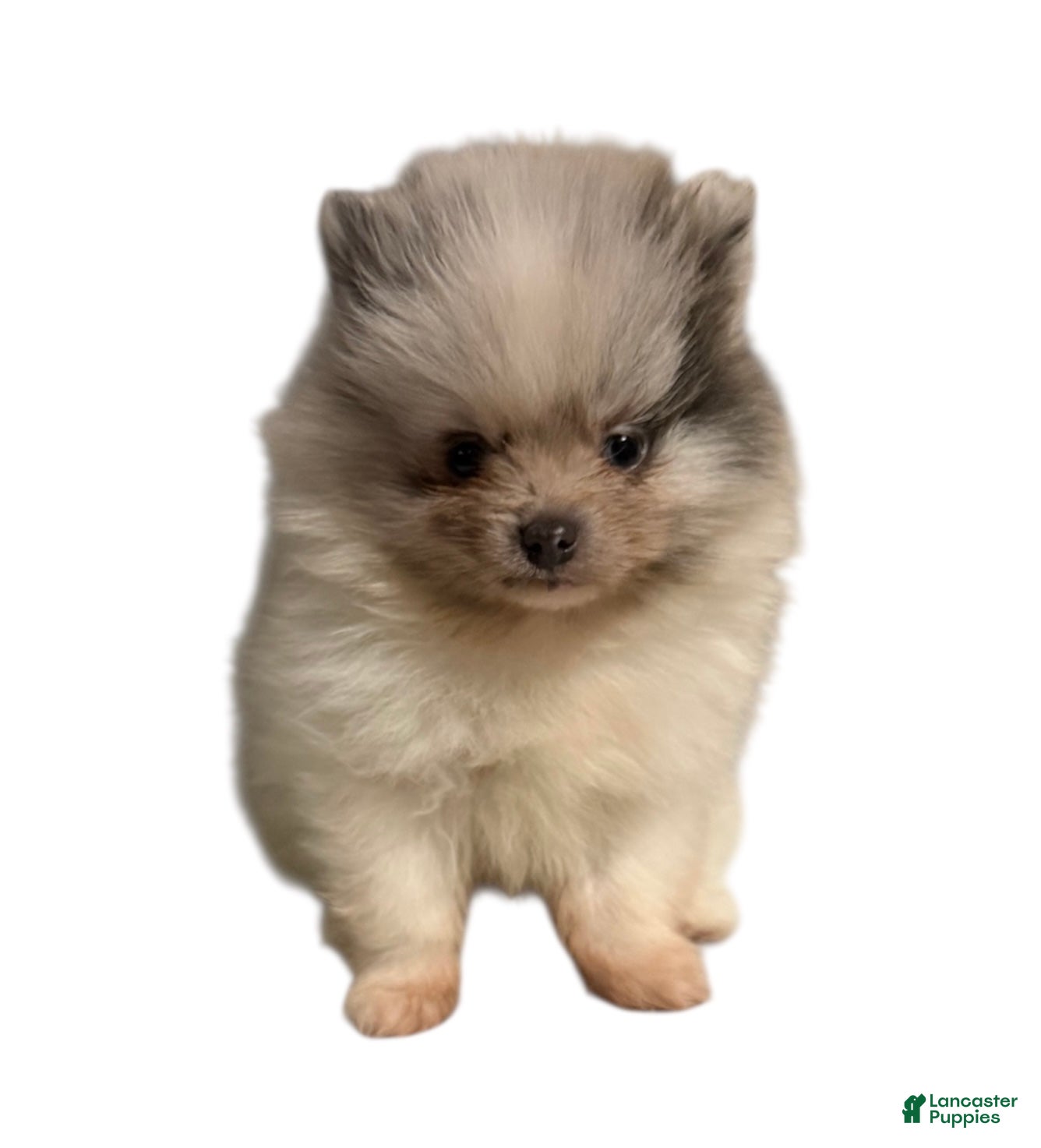 Pomeranian dogs for sale: Pomeranian Puppy 1 - Ad 1