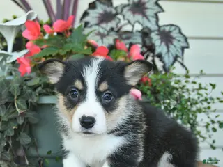 Welsh Corgi Pembroke dogs for sale: Arnold - Ad 1