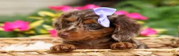 Miniature Dachshund dogs for sale: Isabelle🩷  - Ad 4