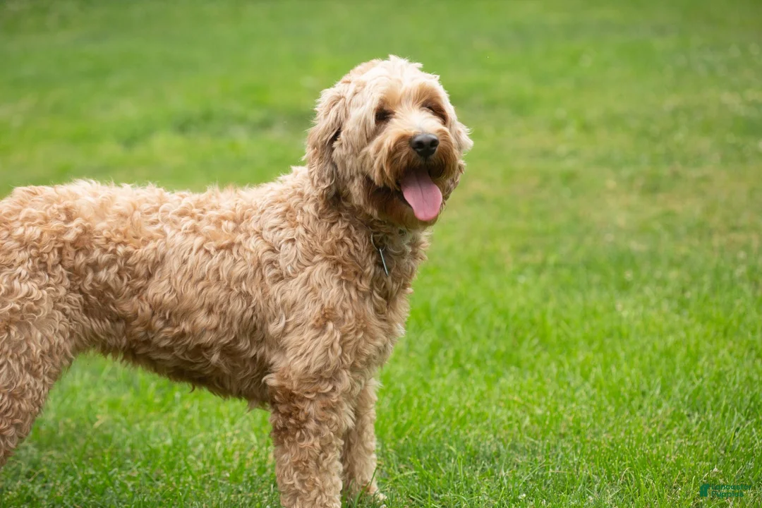 Mini Goldendoodle dogs for sale: Willow  - Ad 7