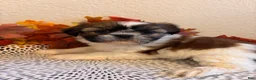 Shih Tzu dogs for sale: Shih Tzu 5 - Ad 4